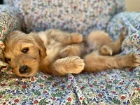 Ellie Mae, a female Goldendoodle for sale in Carbondale, IL – Photo 9 of 10