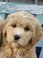 Ellie Mae, a female Goldendoodle for sale in Carbondale, IL – Photo 1 of 2