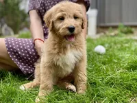 Ellie Mae, a female Goldendoodle for sale in Carbondale, IL – Photo 10 of 10
