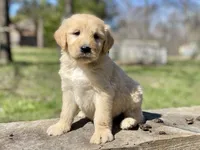 Ellie Mae, a female Goldendoodle for sale in Carbondale, IL – Photo 7 of 10