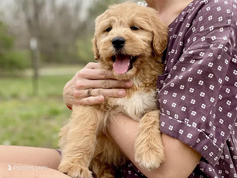 Ellie Mae – Goldendoodle puppy for sale in Carbondale, IL
