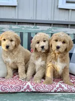 Ellie Mae, a female Goldendoodle for sale in Carbondale, IL – Photo 2 of 2