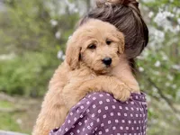 Ellie Mae, a female Goldendoodle for sale in Carbondale, IL – Photo 2 of 10