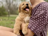 Ellie Mae, a female Goldendoodle for sale in Carbondale, IL – Photo 5 of 10