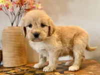 Tiny Tim, a female Goldendoodle for sale in Carbondale, IL – Photo 2 of 4