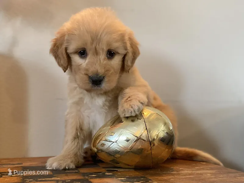 Tiny Tim – Goldendoodle puppy for sale in Carbondale, IL