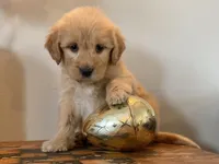 Tiny Tim, a female Goldendoodle for sale in Carbondale, IL – Photo 1 of 4