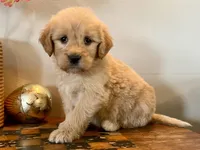 Tiny Tim, a female Goldendoodle for sale in Carbondale, IL – Photo 3 of 4