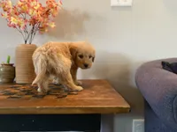 Tiny Tim, a female Goldendoodle for sale in Carbondale, IL – Photo 4 of 4