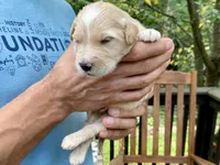 Bosephus, a male Goldendoodle for sale in Carbondale, IL – 2 of 6