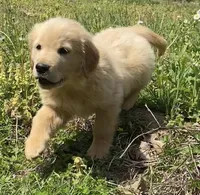 Redington, a male Golden Retriever for sale in Carbondale, IL – 3 of 6