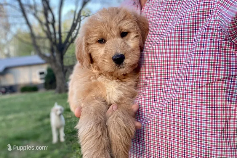 Jennifer Aniston – Goldendoodle puppy for sale in Carbondale, IL
