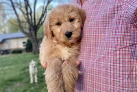 Jennifer Aniston, a female Goldendoodle for sale in Carbondale, IL – Photo 1 of 6