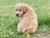 Jennifer Aniston, a female Goldendoodle for sale in Carbondale, IL – Photo 2 of 6