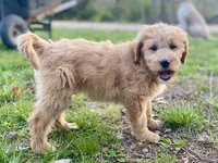 Jennifer Aniston, a female Goldendoodle for sale in Carbondale, IL – Photo 3 of 6