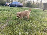 Jennifer Aniston, a female Goldendoodle for sale in Carbondale, IL – Photo 6 of 6