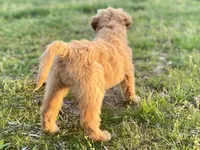 Jennifer Aniston, a female Goldendoodle for sale in Carbondale, IL – Photo 4 of 6
