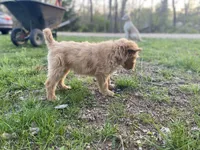 Jennifer Aniston, a female Goldendoodle for sale in Carbondale, IL – Photo 5 of 6