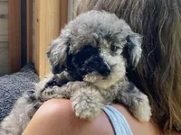 Fifi - Full AKC - health guaranteed , a female Poodle - Toy  for sale in Carbondale, IL – 1 of 10
