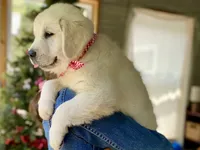 Chloe, a female Golden Retriever for sale in Carbondale, IL – 4 of 7