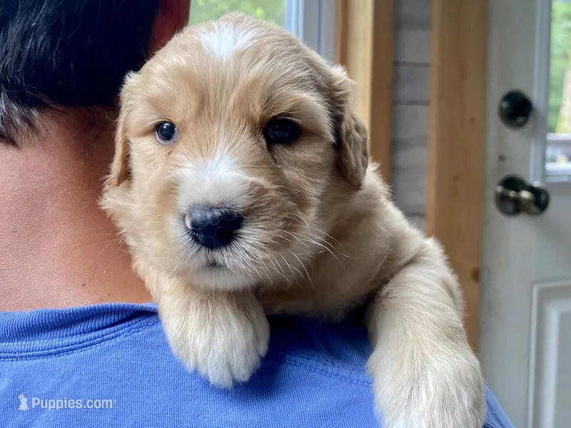 Buttercup 🧈  – Goldendoodle puppy for sale in Carbondale, IL
