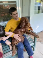 Maybelle, a female Irish Setter for sale in Carbondale, IL – Photo 5 of 5