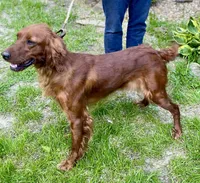 Maybelle, a female Irish Setter for sale in Carbondale, IL – Photo 4 of 5