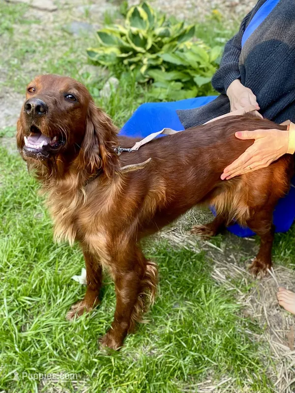 Maybelle – Irish Setter puppy for sale in Carbondale, IL