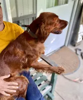 Maybelle, a female Irish Setter for sale in Carbondale, IL – Photo 3 of 5