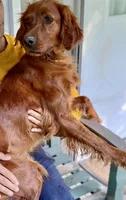 Maybelle, a female Irish Setter for sale in Carbondale, IL – Photo 2 of 5