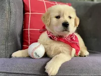Unborn Litter AKC, a male Golden Retriever for sale in Carbondale, IL – 6 of 6