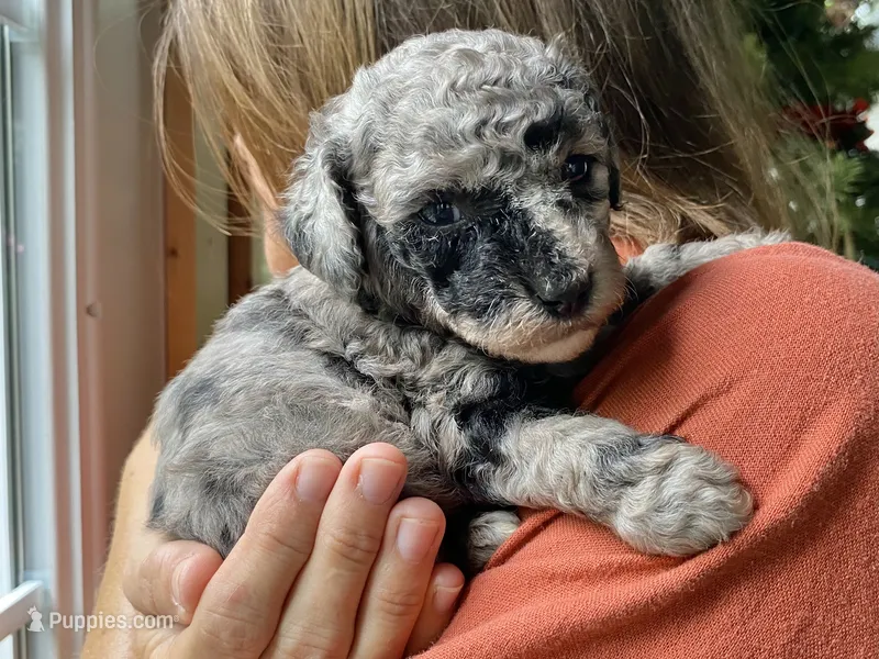 Fifi ( AKC + health guaranteed ) – Poodle - Toy  puppy for sale in Carbondale, IL