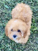 Minnie, a female Poodle - Toy  for sale in Carbondale, IL – 2 of 5