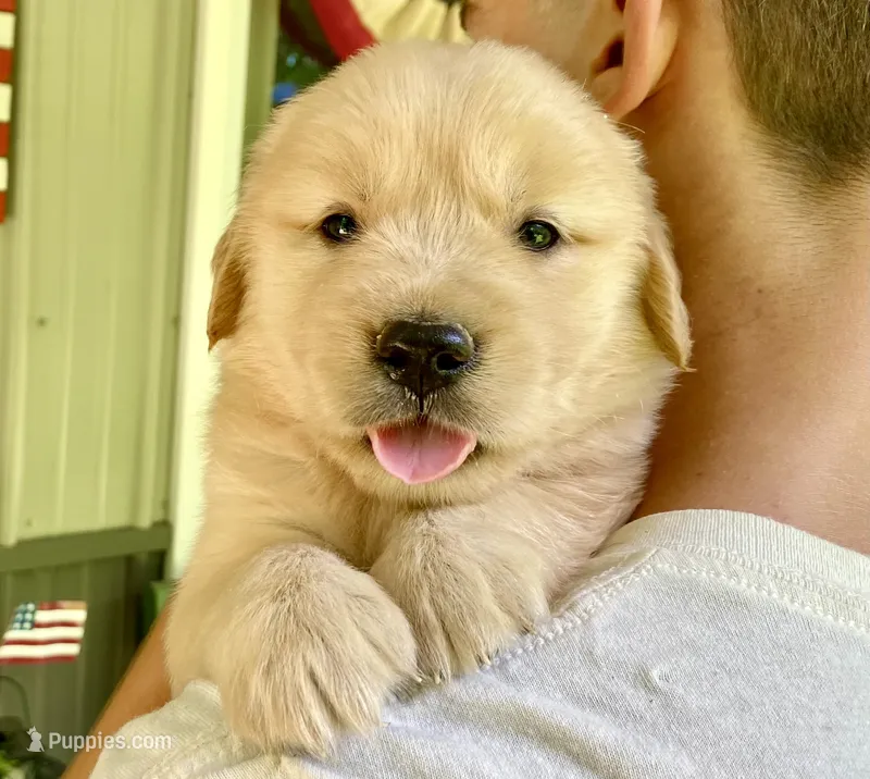 Arielle AKC- health guaranteed  – Golden Retriever puppy for sale in Carbondale, IL