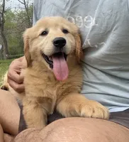Redington, a male Golden Retriever for sale in Carbondale, IL – 2 of 6