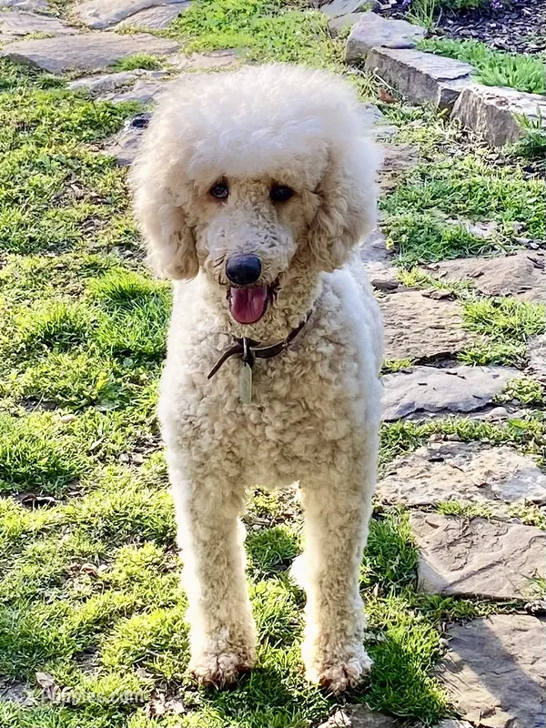 Parti Girl 🎉  – Poodle - Standard  puppy for sale in Carbondale, IL