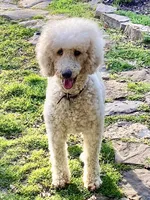 Parti Girl 🎉 , a female Poodle - Standard  for sale in Carbondale, IL – 1 of 5
