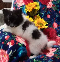 Sly, a male Pomeranian for sale in Emlenton, PA – 2 of 4