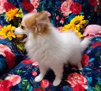 Pixie, a female Pomeranian for sale in Emlenton, PA – 2 of 4