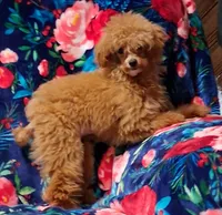 Luxe, a female Poodle - Toy  for sale in Emlenton, PA – 2 of 4