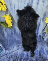 Lynx, a male Pomeranian and Shih Tzu for sale in Emlenton, PA – Photo 3 of 3