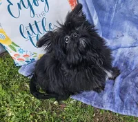 Lynx, a male Pomeranian and Shih Tzu for sale in Emlenton, PA – Photo 2 of 3