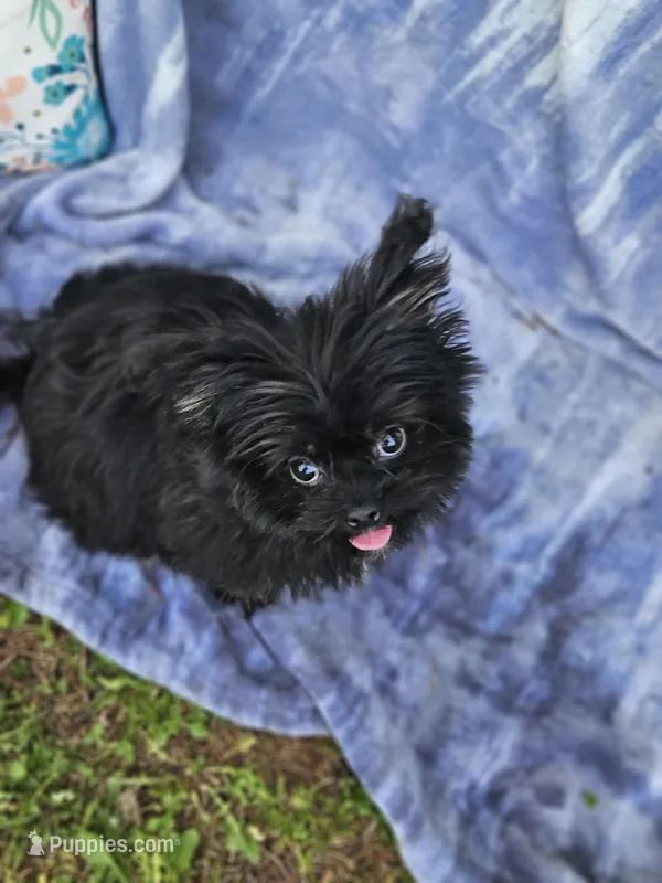 Lynx – Pomeranian, Shih Tzu puppy for sale in Emlenton, PA