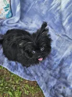 Lynx, a male Pomeranian and Shih Tzu for sale in Emlenton, PA – Photo 1 of 3