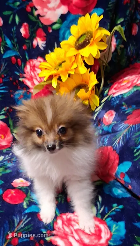 Spark – Pomeranian puppy for sale in Emlenton, PA
