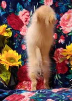 Syrus, a male Pomeranian for sale in Emlenton, PA – 4 of 4