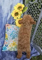 Luxe, a female Poodle - Toy  for sale in Emlenton, PA – Photo 3 of 3