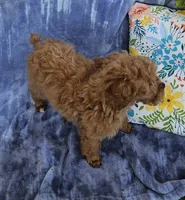 Luxe, a female Poodle - Toy  for sale in Emlenton, PA – Photo 2 of 3