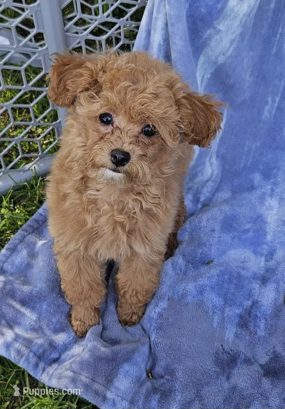 Luxe – Poodle - Toy  puppy for sale in Emlenton, PA