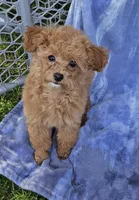 Luxe, a female Poodle - Toy  for sale in Emlenton, PA – Photo 1 of 3